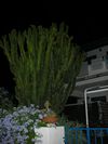 Foto n.335